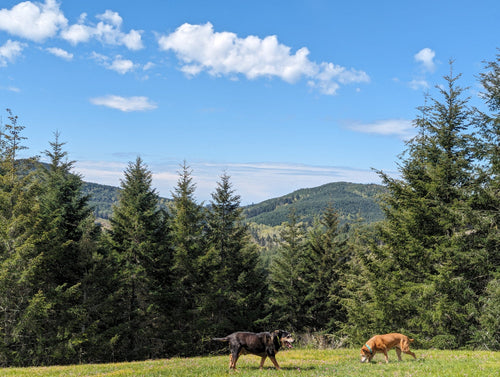 Photo of adorable dogs on a hilltop